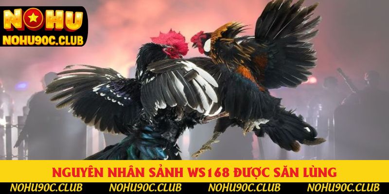 Nguyên nhân sảnh WS168 được săn lùng Nguyên nhân sảnh WS168 được săn lùng